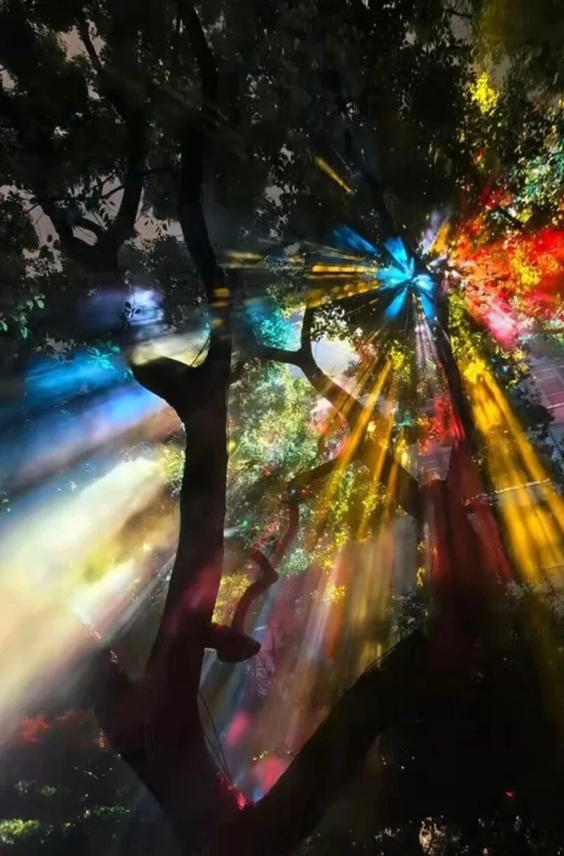 Raios de luz coloridos atravessando as árvores de uma floresta à noite — efeito Tyndall criado com iluminação e névoa